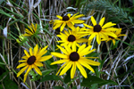 sweet black-eyed susan